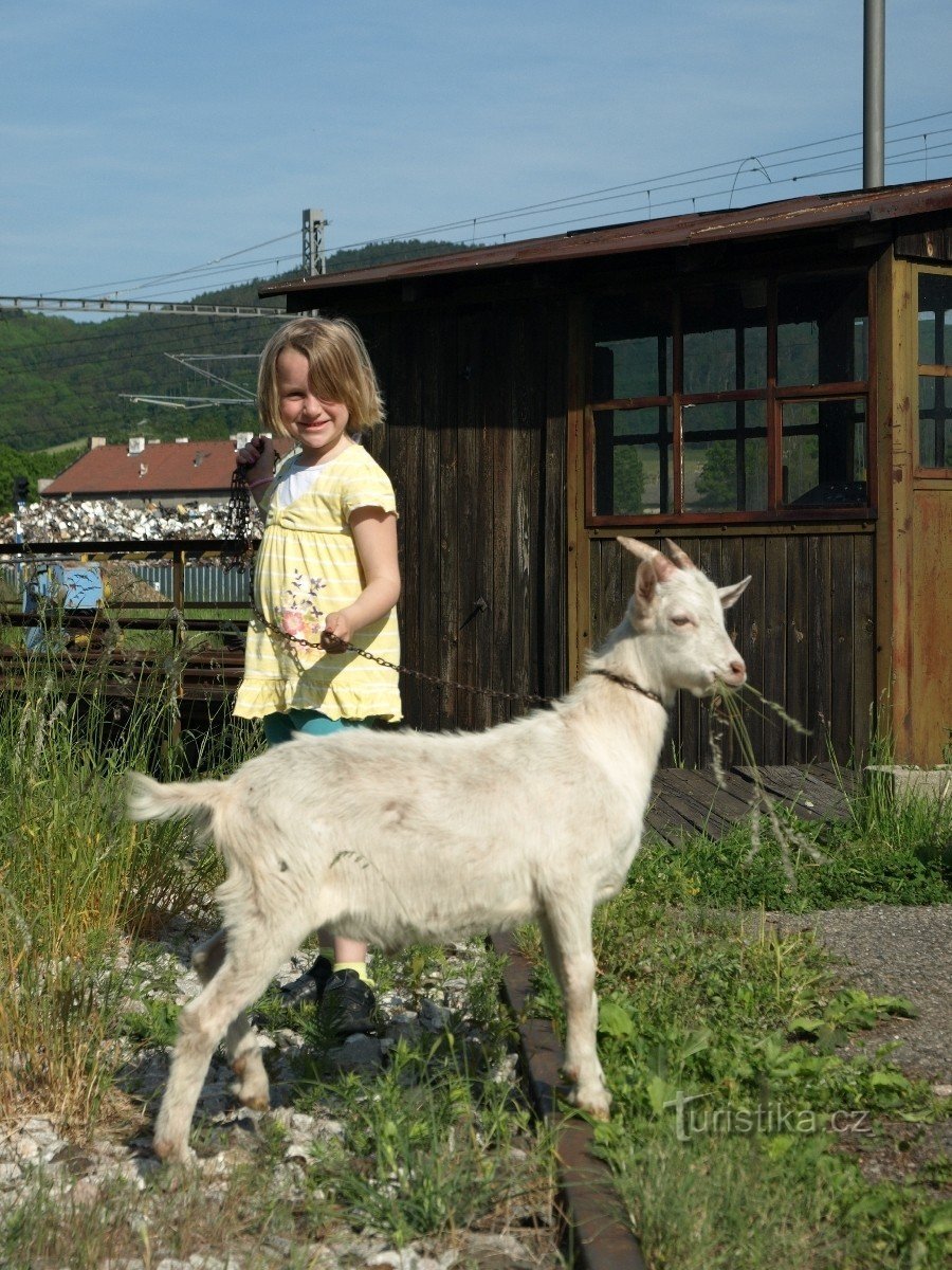 Ne manjka ni domaćih životinja...tako mala farma