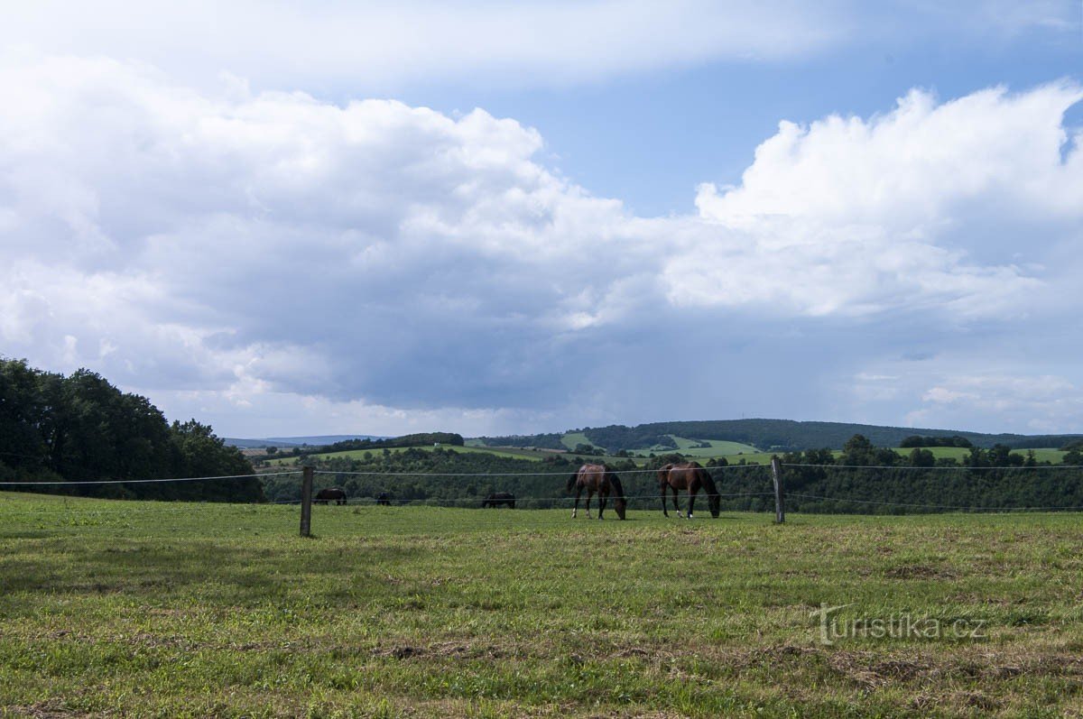 Los caballos también pastan cerca de Bojkovice