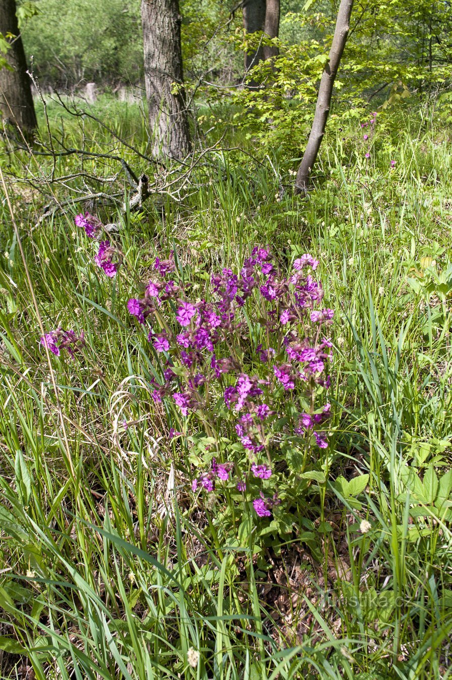 Incluso en mayo, Pomerania está en plena floración.