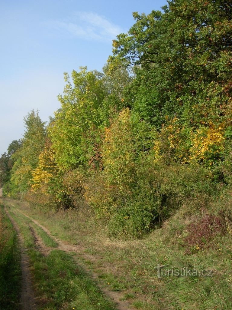 De ideale zachte ondergrond voor wandelaars...