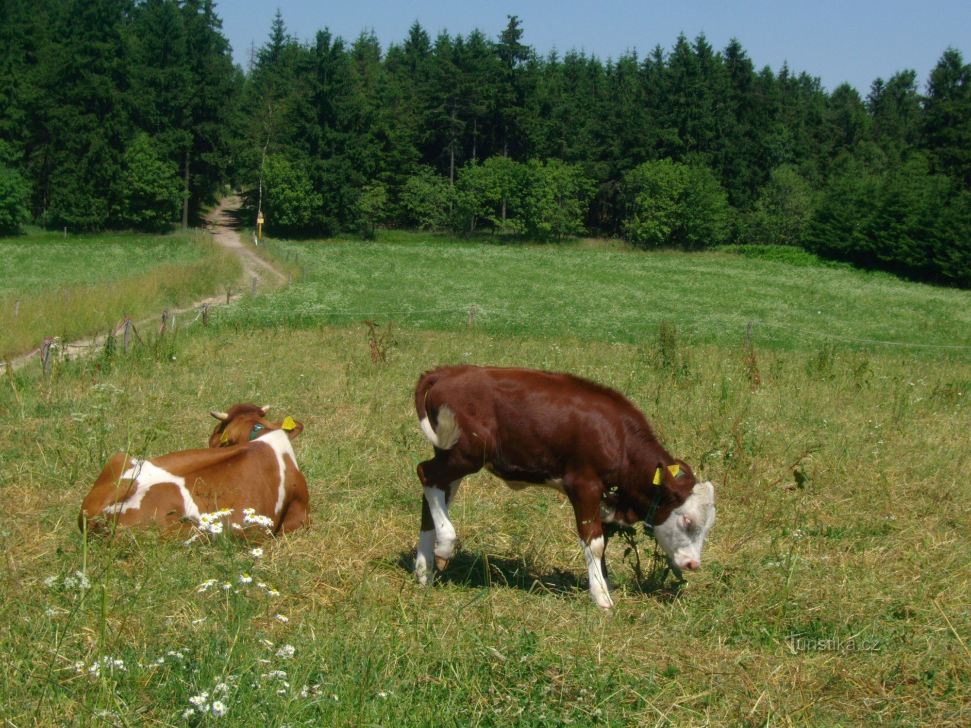 idlylka an der Kreuzung Nad Slavným