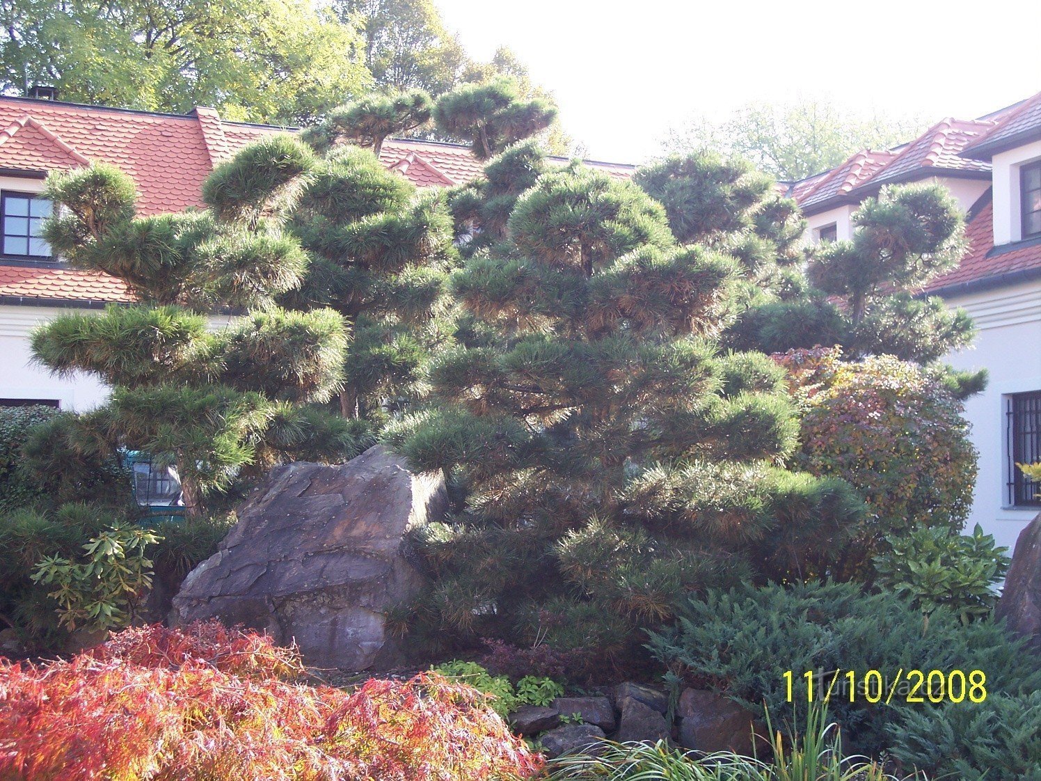 coniferous trees and stones