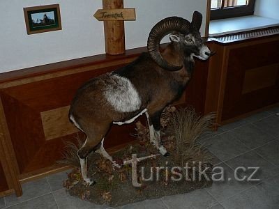 Military Forest Information Center in Hradčany