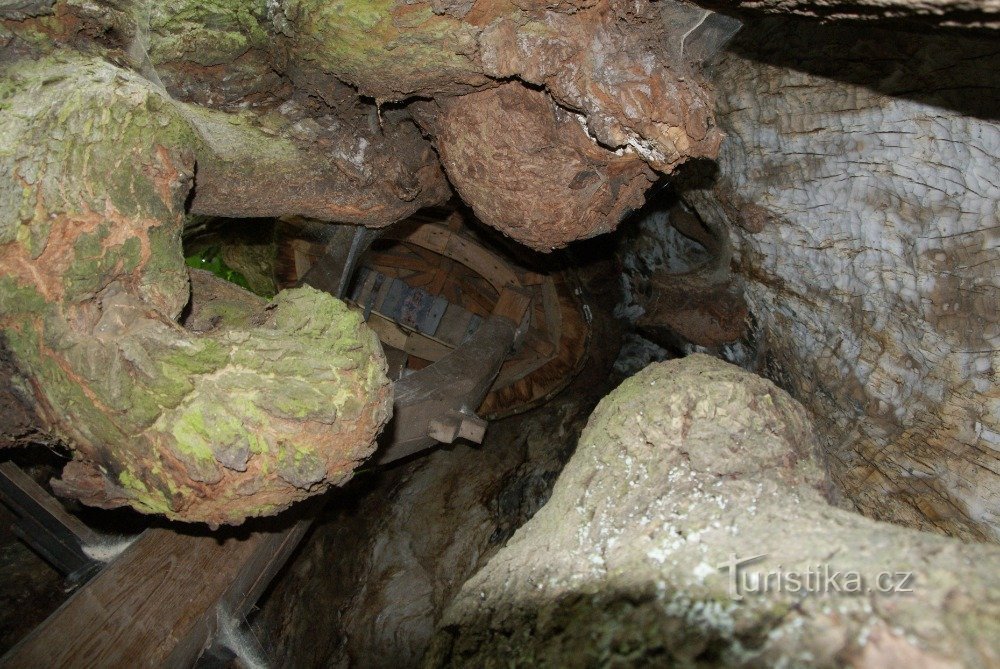 l'intérieur de l'arbre