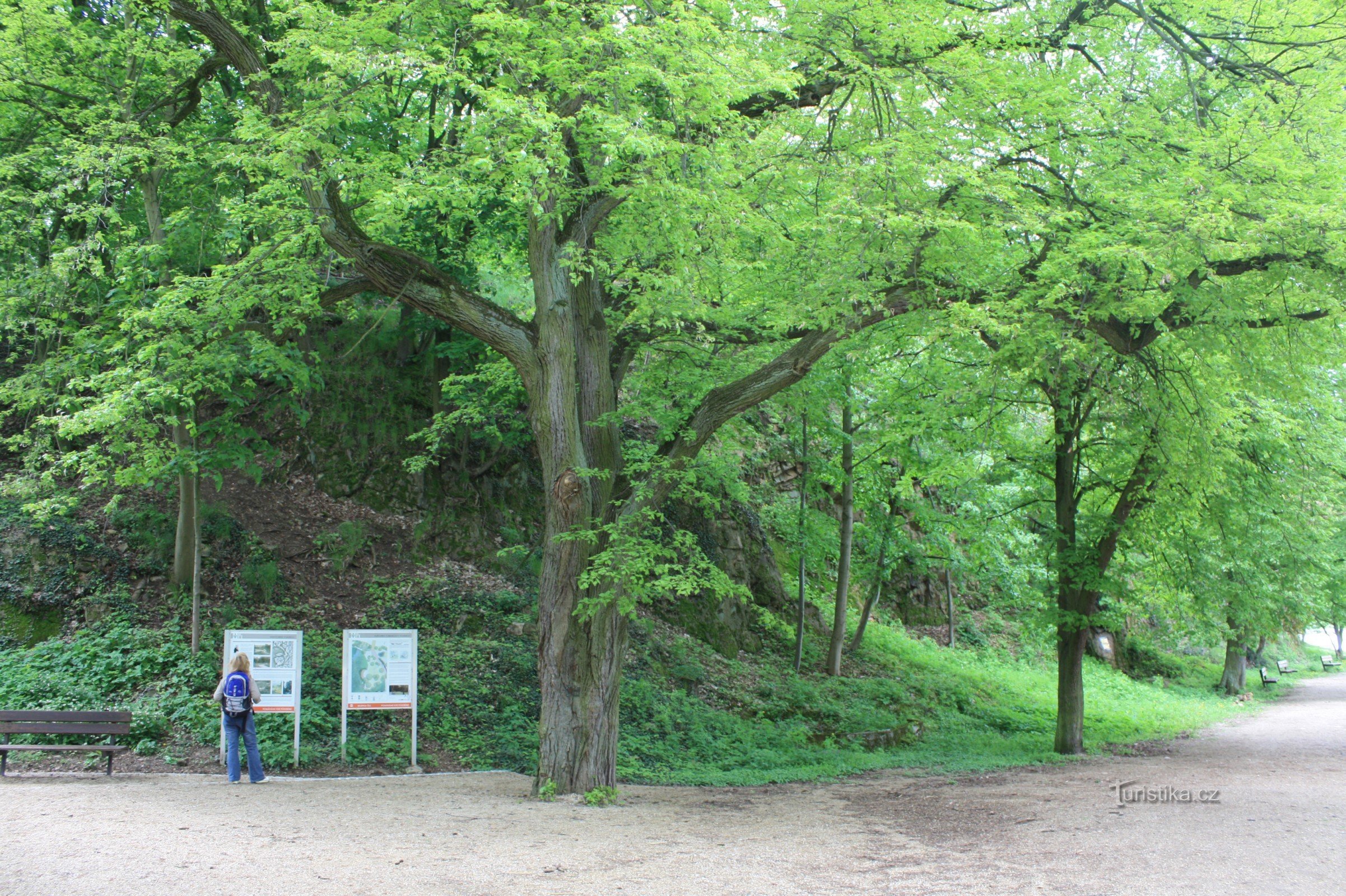 Stadtpark Ivančice - Réna