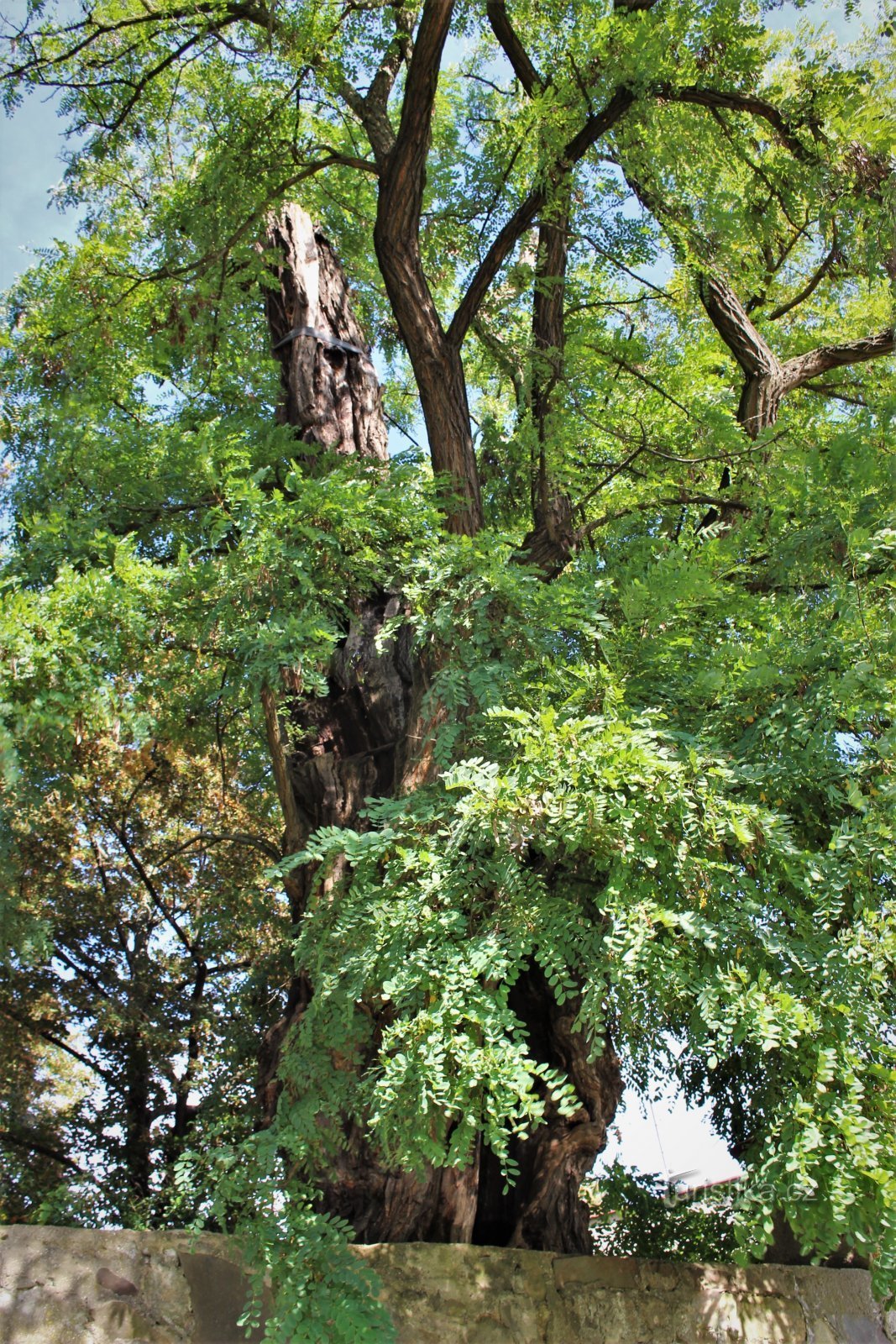 Ivanovice na Hané - Ivanovice acacia