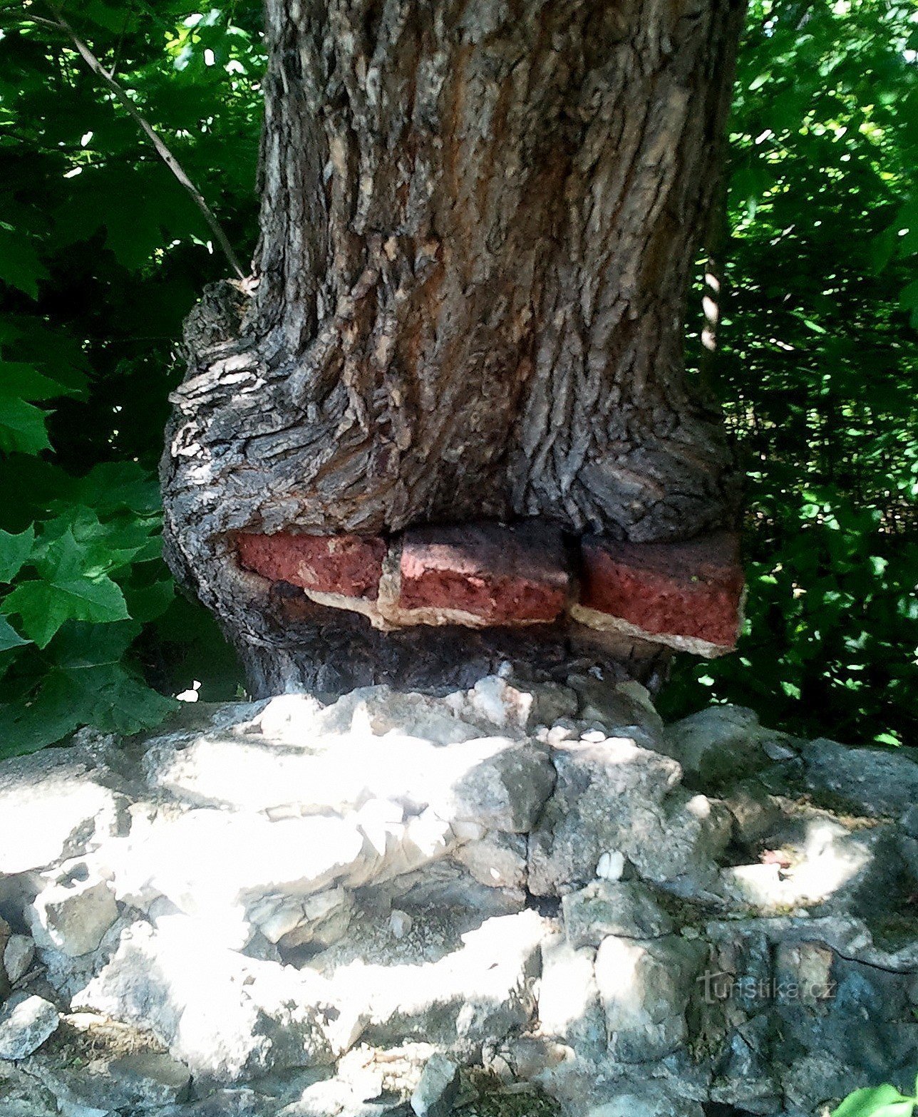 Depuis combien de temps cet arbre pousse-t-il ici ?