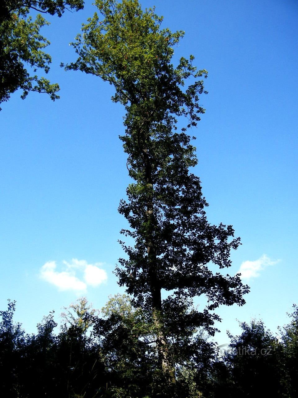 sellaisenaan, korkea kuin poppeli, mutta hoikka, poppelin pitäisi olla enemmän tammea, sitä tammi on