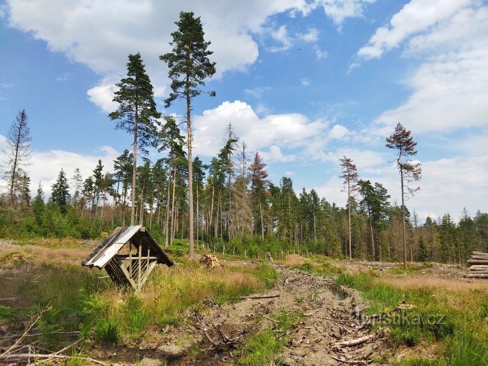 Как изменился жук-короед NP České Švýcarsko, или за несколько мгновений до пожаров