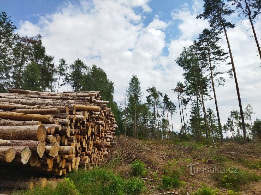 Как изменился жук-короед NP České Švýcarsko, или за несколько мгновений до пожаров