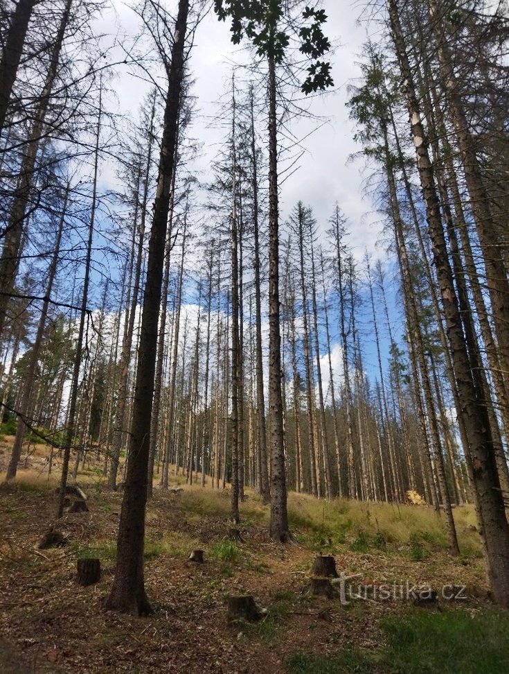 Comment le scolyte du NP České Švýcarsko a changé, ou quelques instants avant les incendies