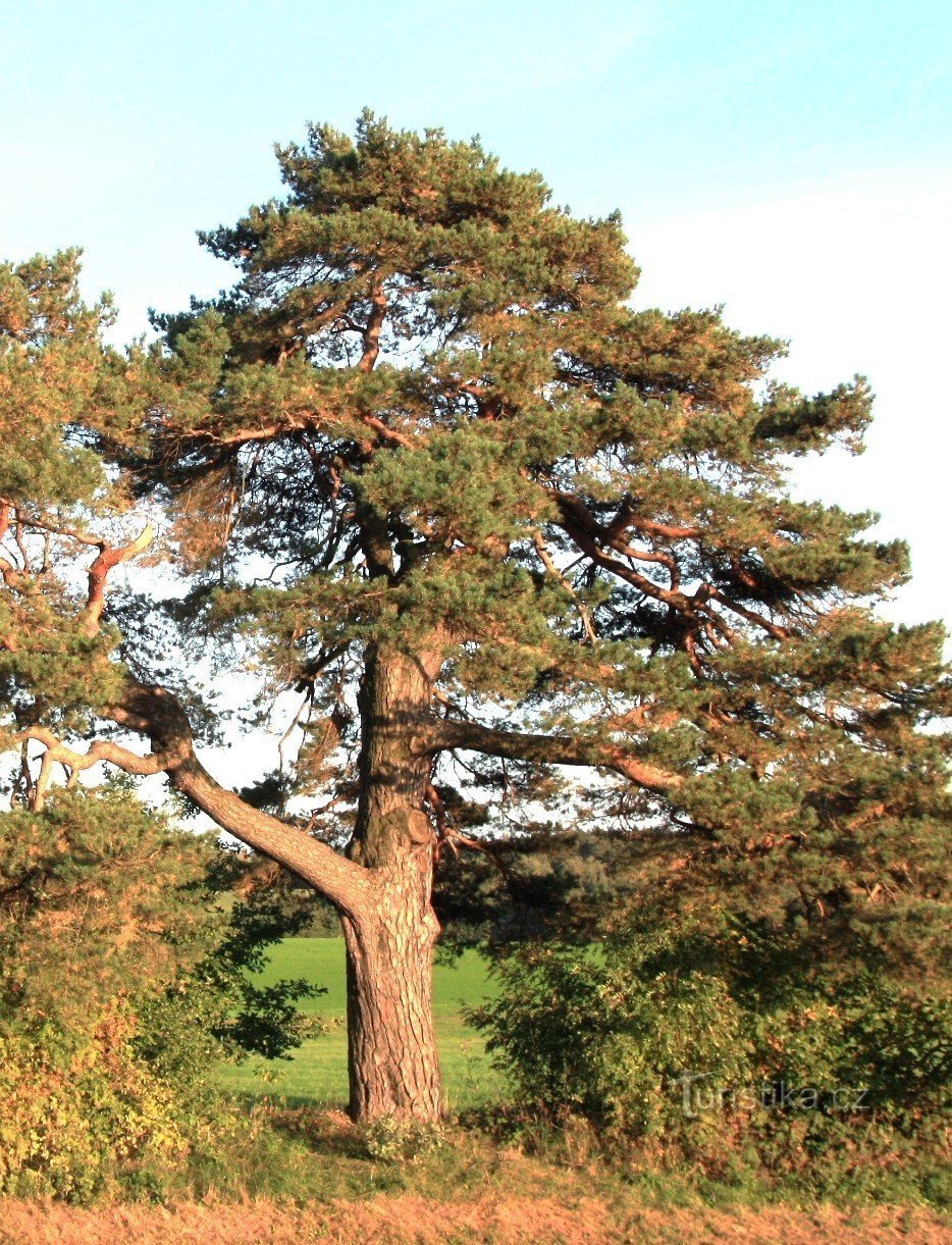 Jakubovice - bosque de pinos conmemorativo