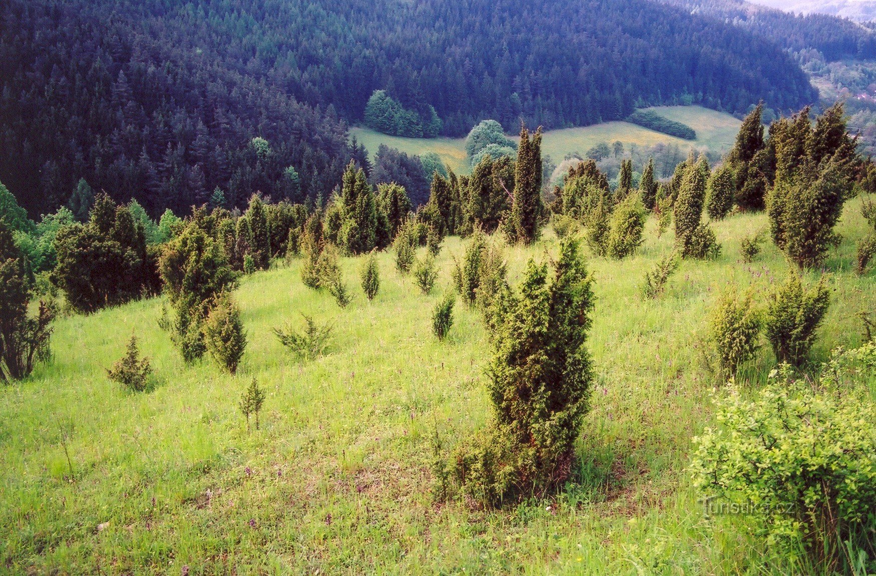 Juniper hill in NPP Švařec