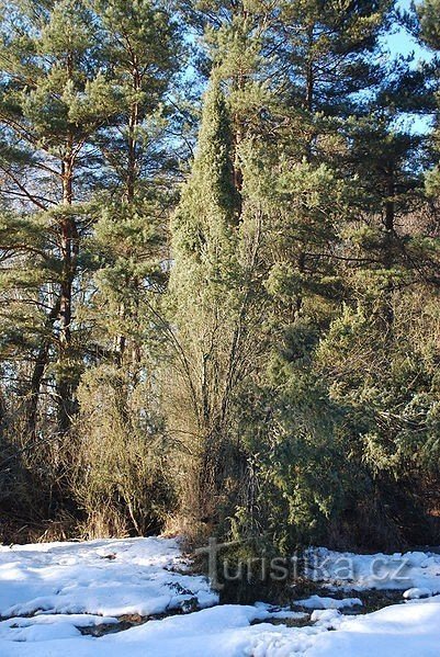 Enebær i naturmonumentet Černýšovice enebær