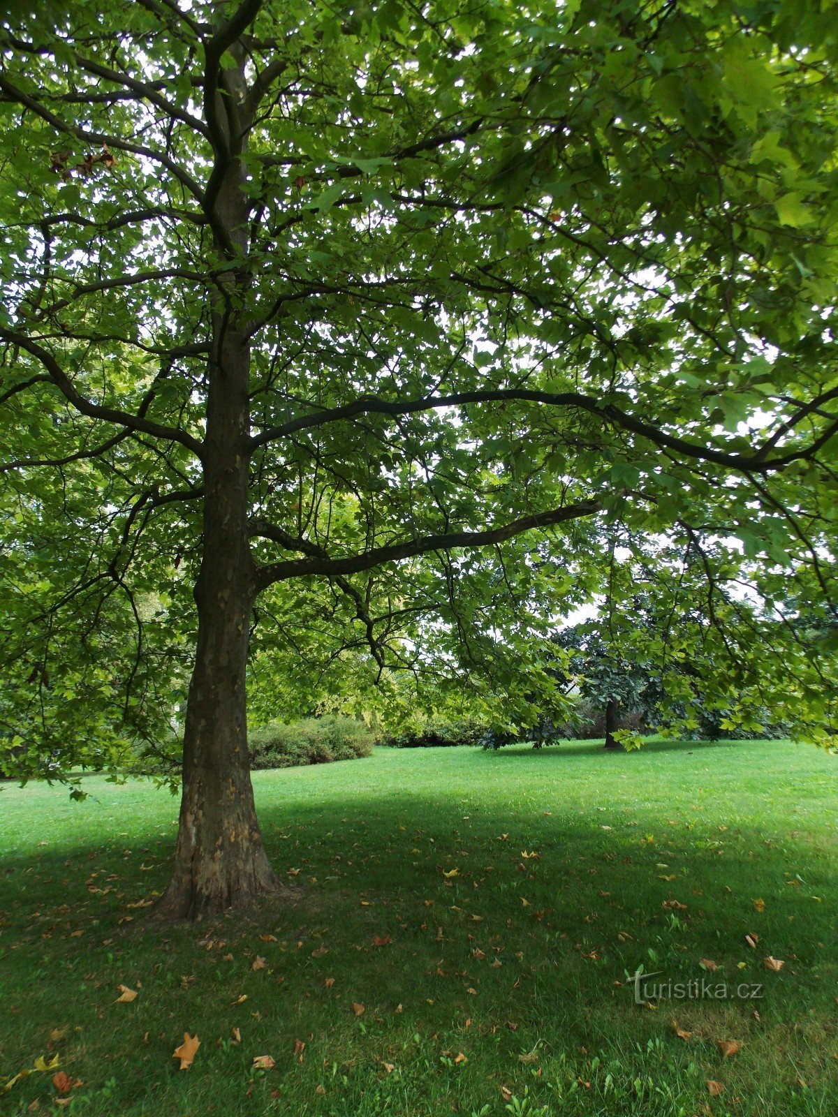 Janáčkovy sady - városi park Nové Jičínben