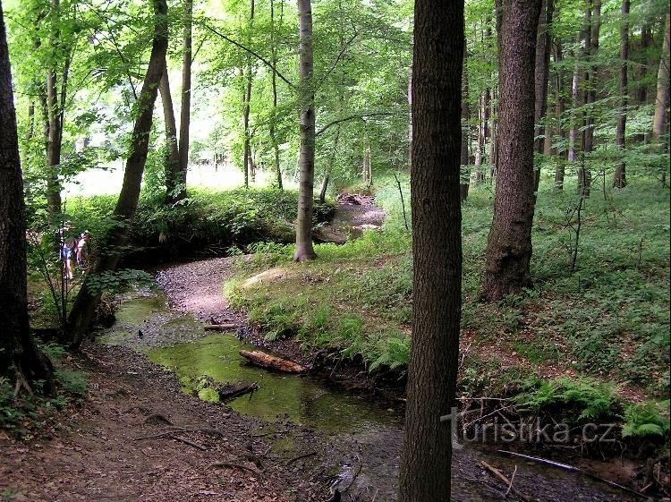 Jarkovský potok am Rande des Schwarzwaldes - mittlere Strömung