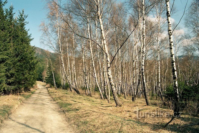 Frühling Birkenwald