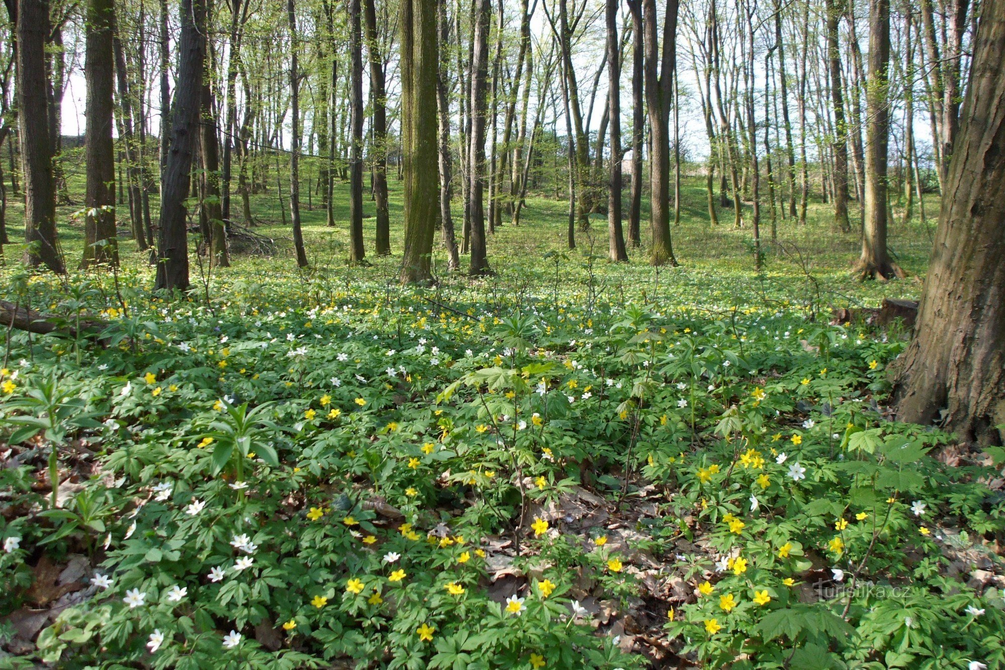 Chlum de printemps