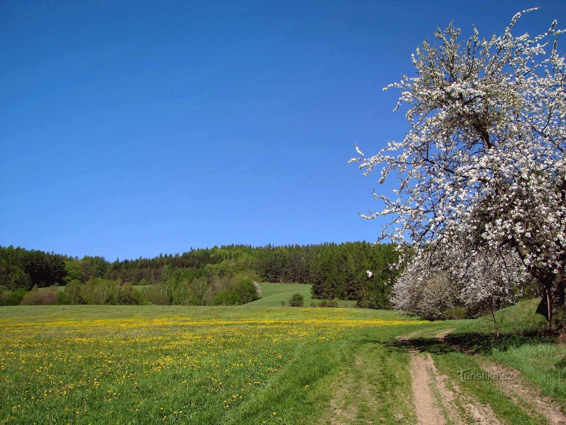 Kevätmaisema Ruda nad Moravan yläpuolella