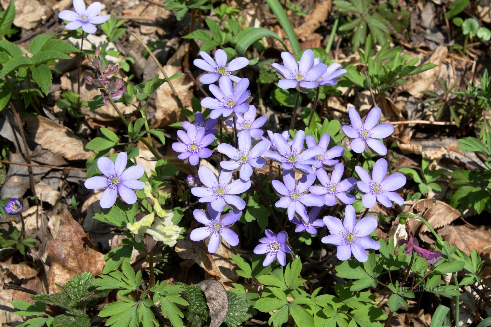 Flori de primăvară pe Lysá hora