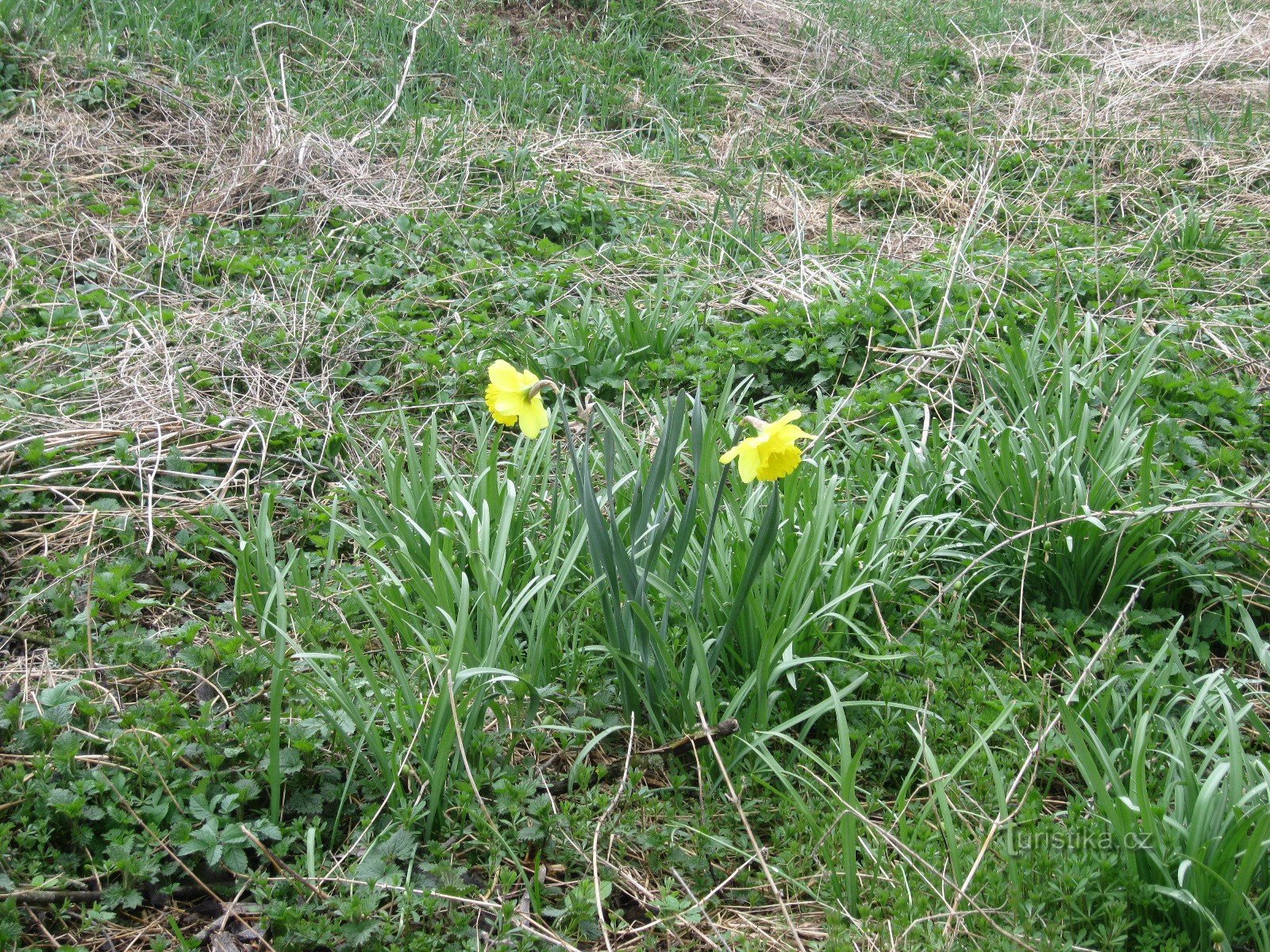 Flores de primavera