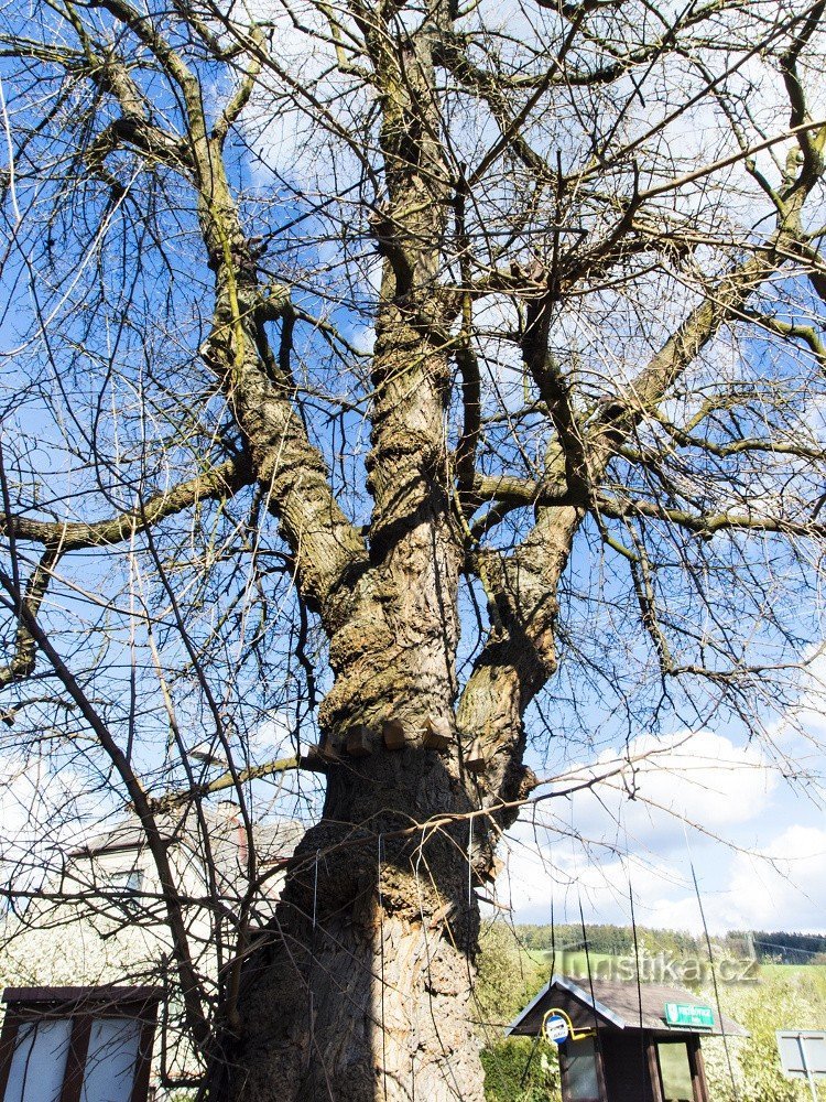 Frühlings-Maulbeerbaum