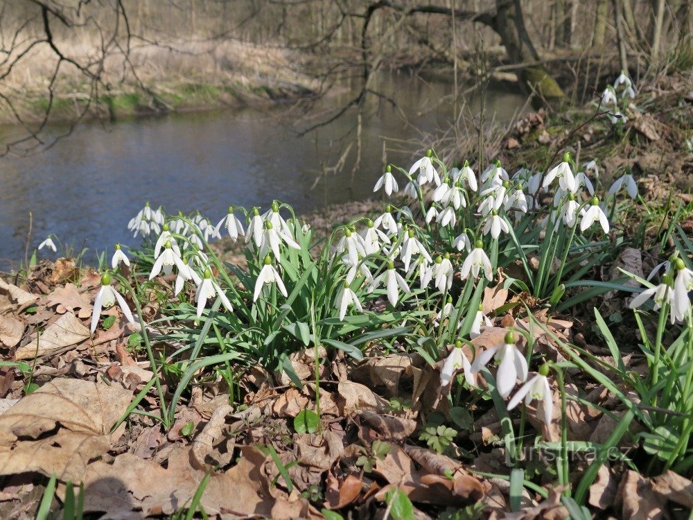 pomerania de primavera