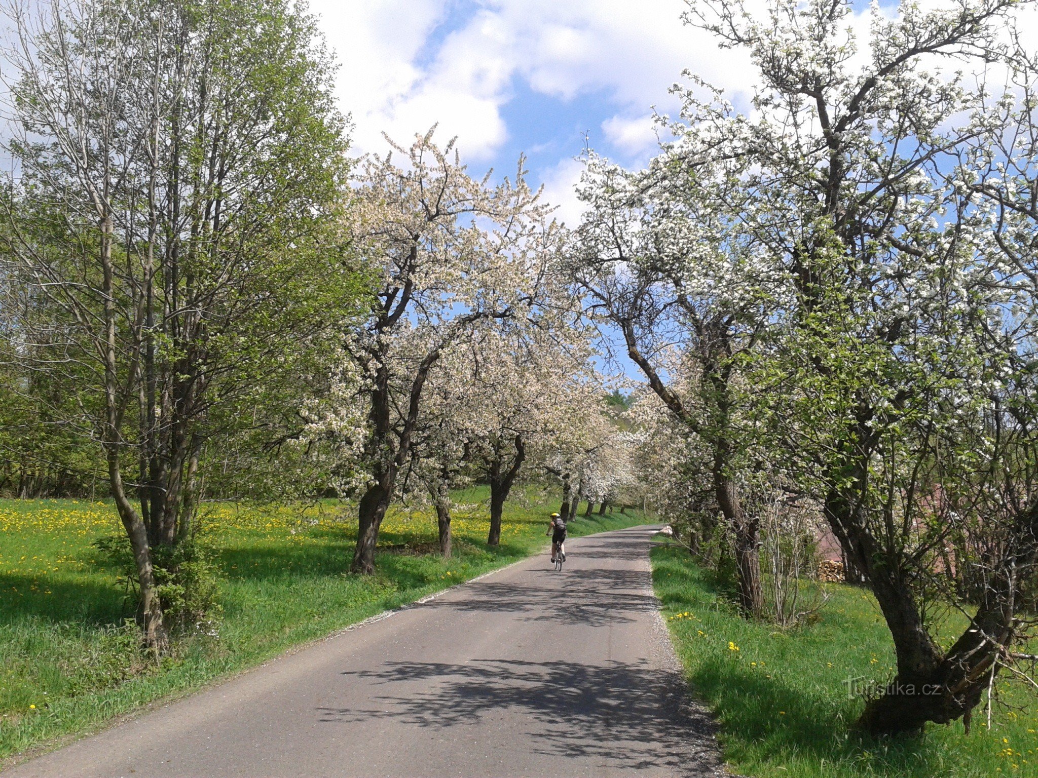 cerezas de primavera