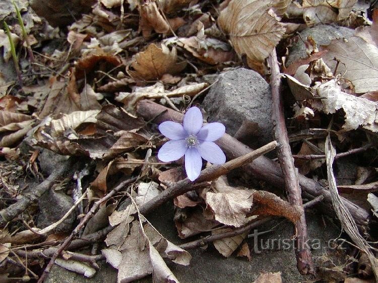 Frühling auf Kalich