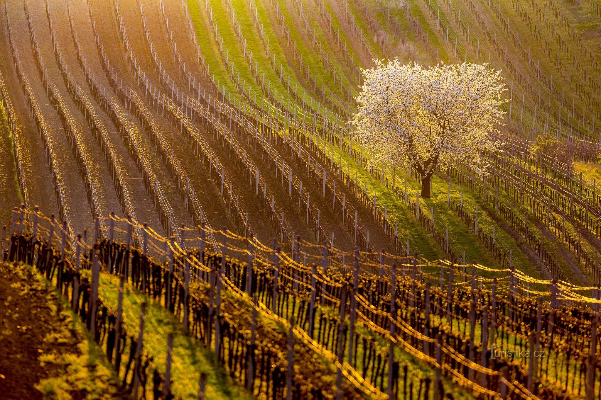 Primavera na Morávia, República Tcheca, 2018, EOS 6D + EF 300mm f/2,8 L IS USM © Václav Křízek