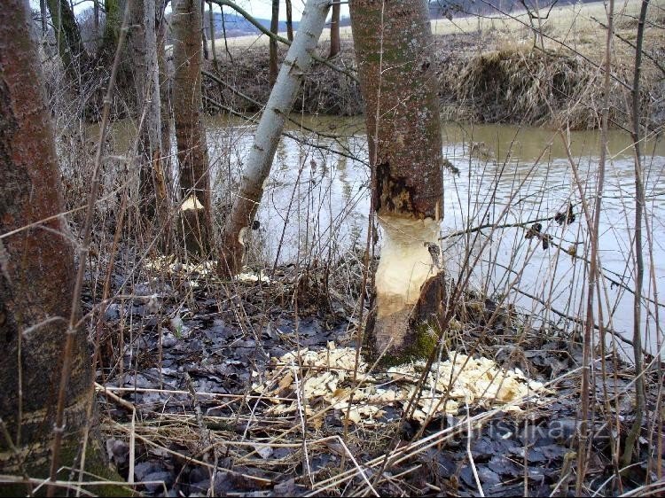 Весна в Углаве, Долни Лукавице