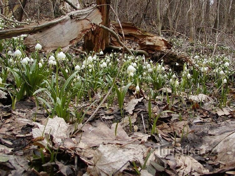 Lente bij de beek Kolné