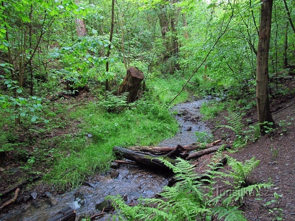 Primavera na ravina de Modřanská