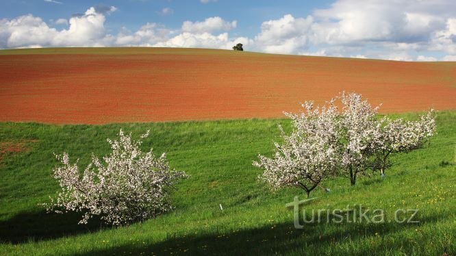 primavera en las montañas Krkonoše