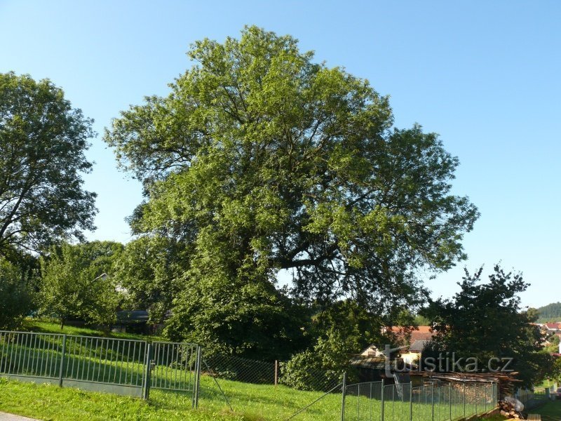 Le frêne est un paysage dominant