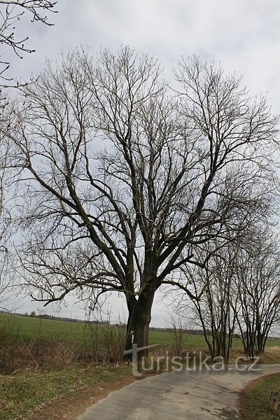 Ash tree on Kámínek