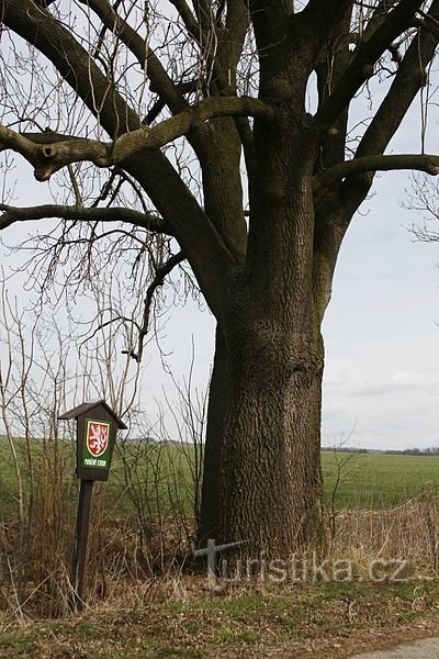 Ash tree on Kámínek