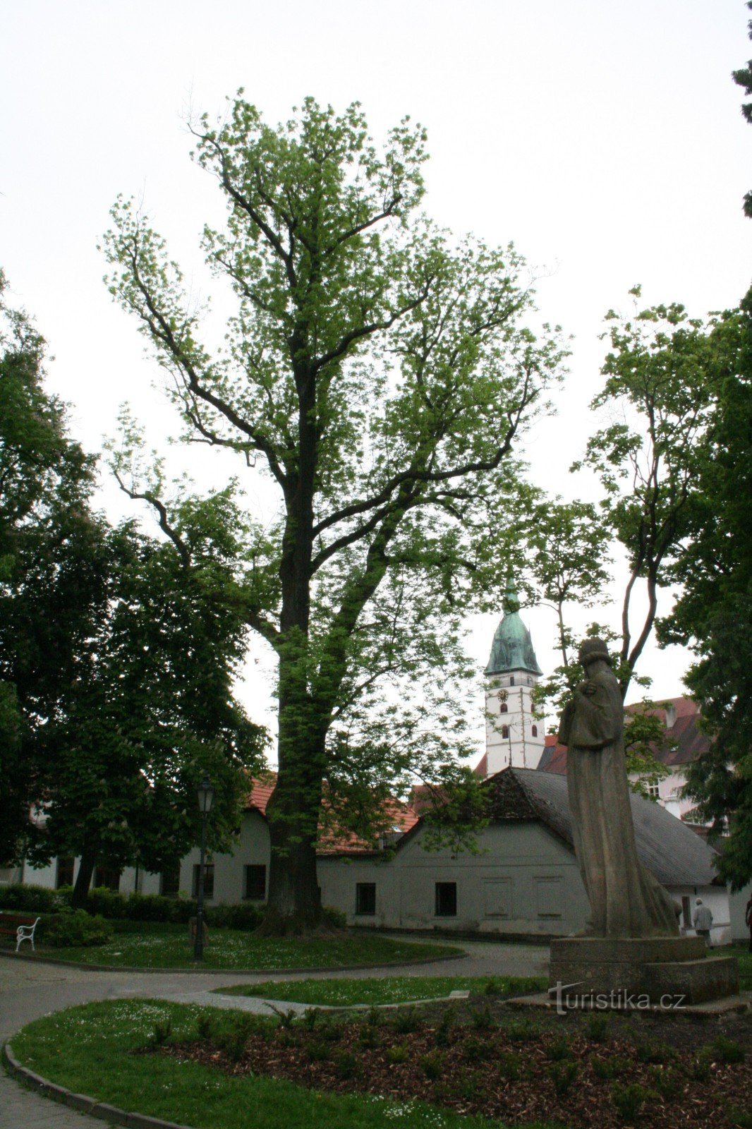 Un fresno en Husové sady en Jindřichov Hradec