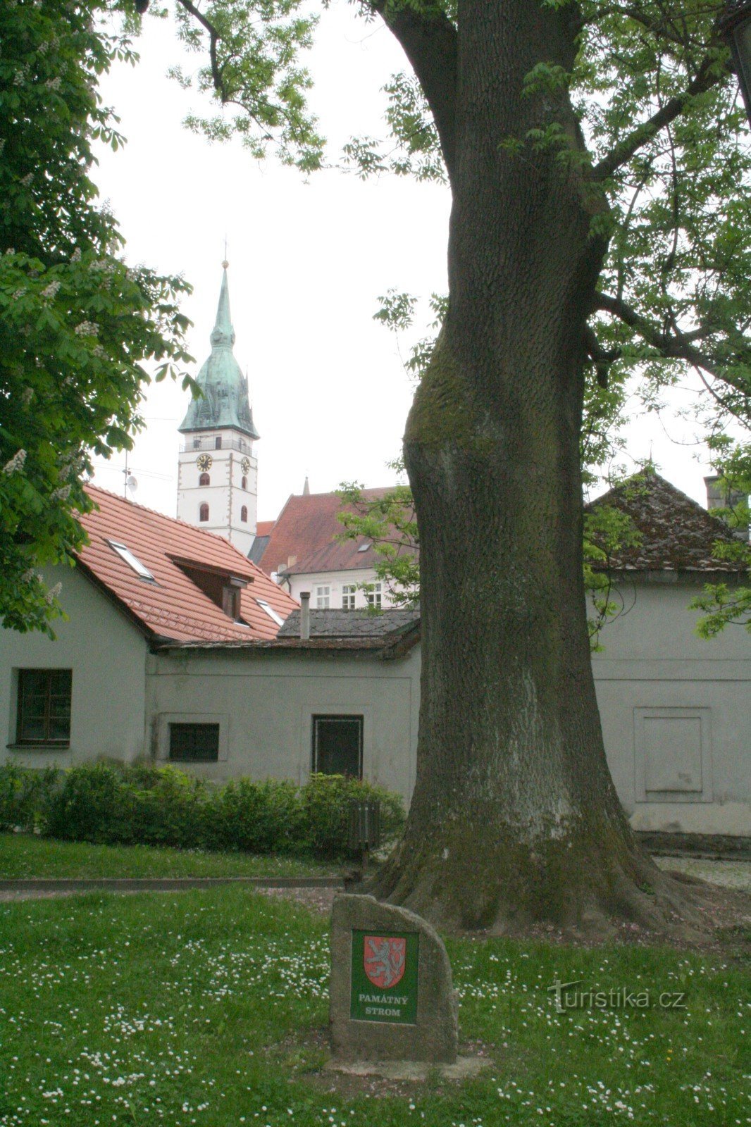 Een es in Husové sady in Jindřichov Hradec