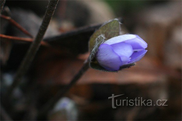 hepatica