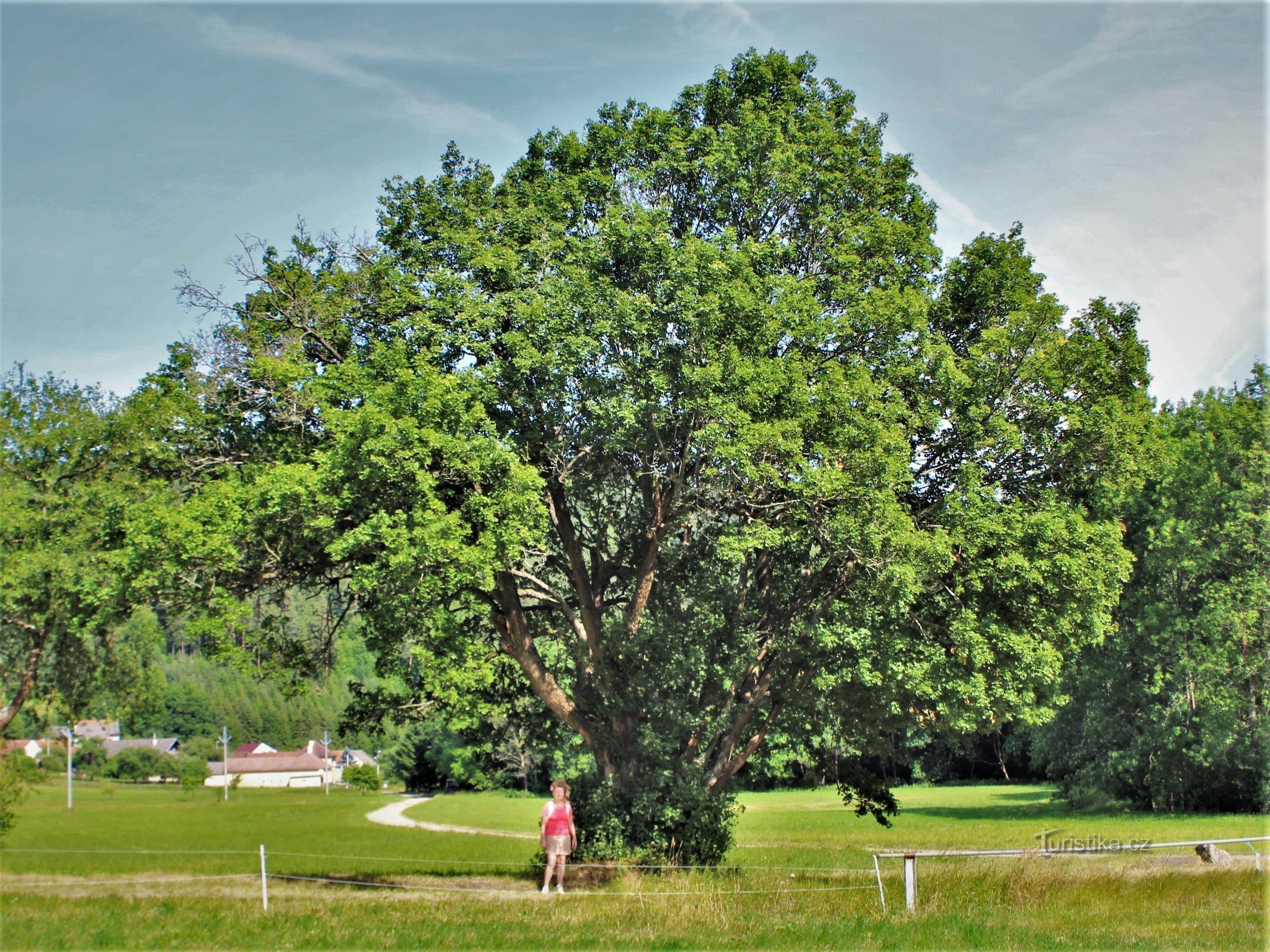 Maple baby at Chytálek