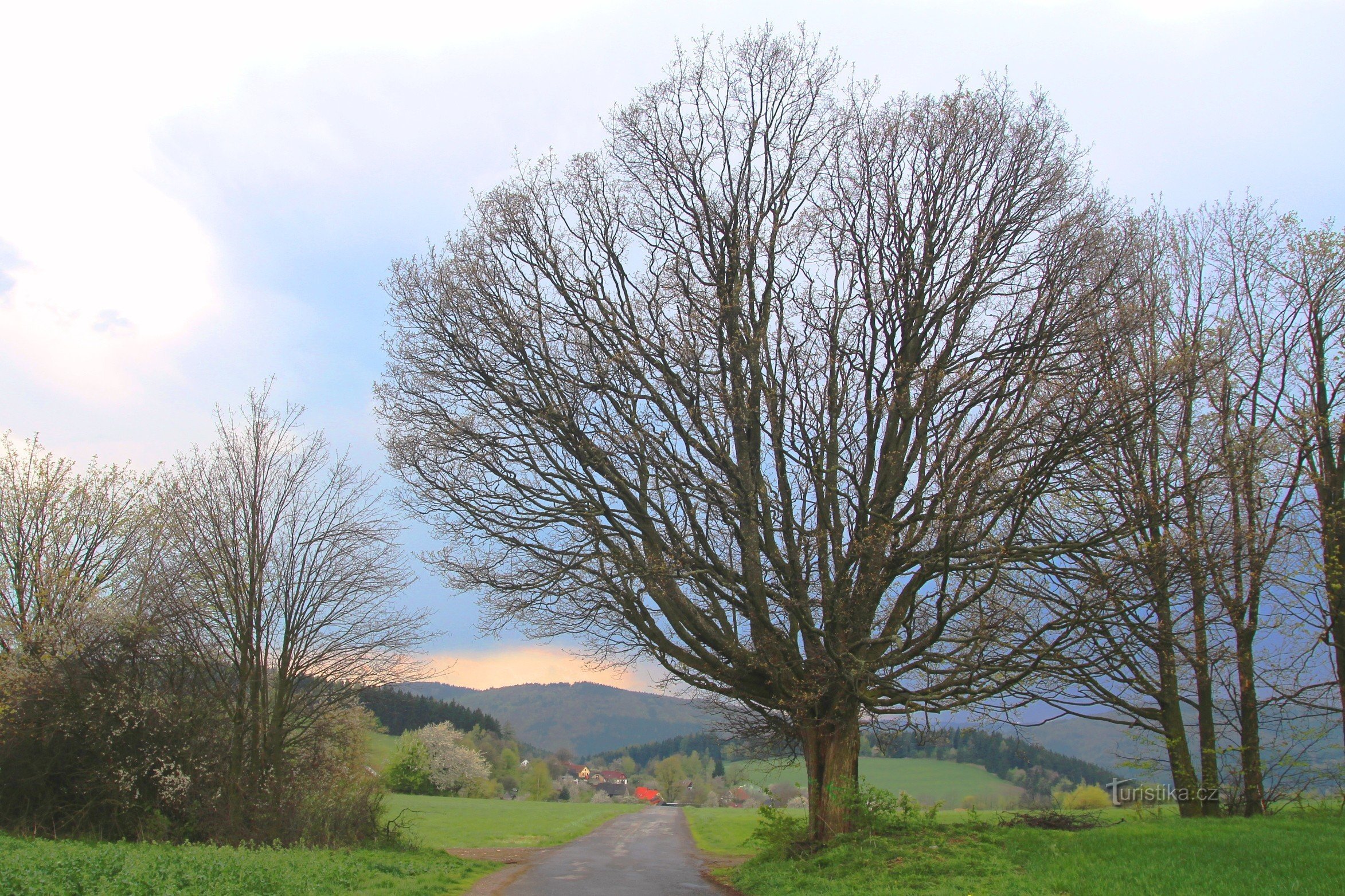 Ett lönnträd ovanför Vestínek