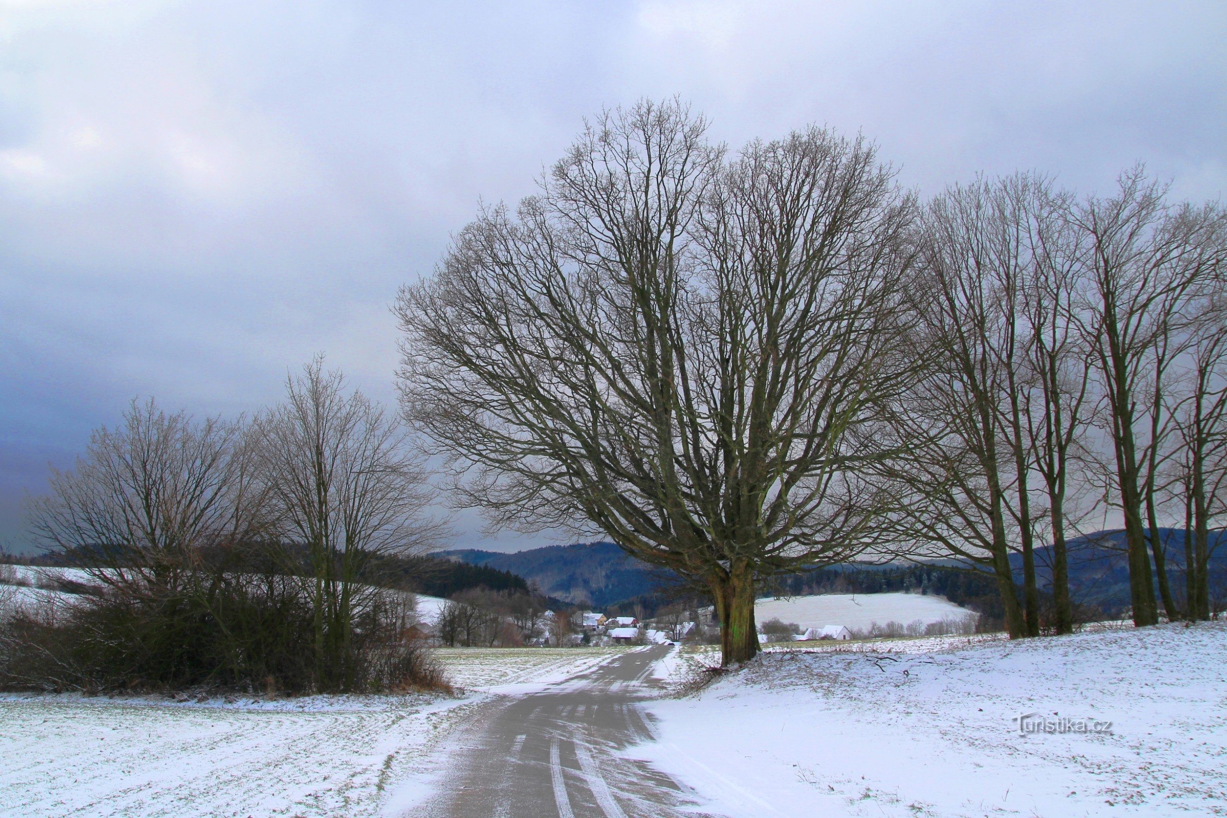 A maple tree above Vestínek