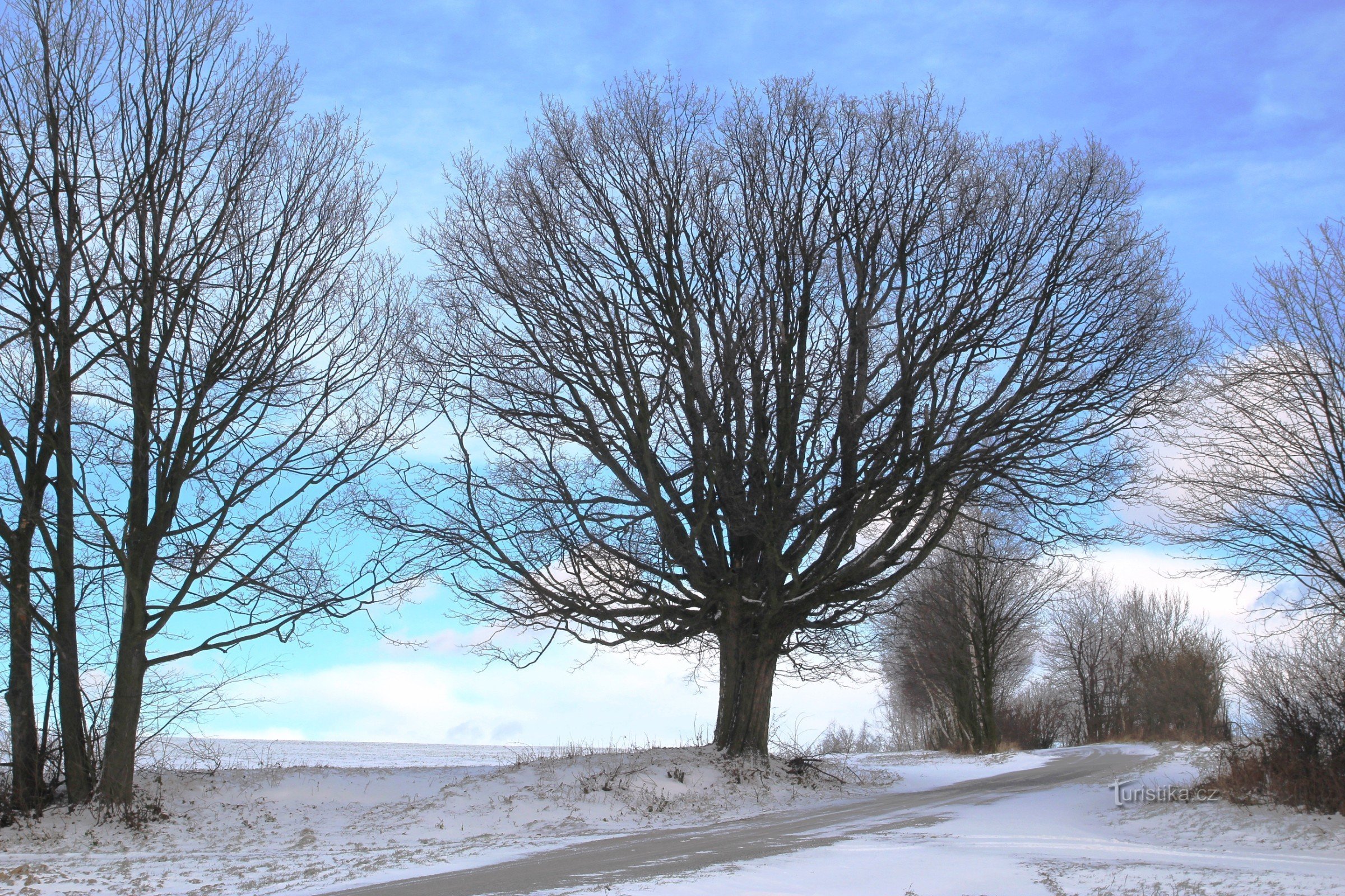 A maple tree above Vestínek