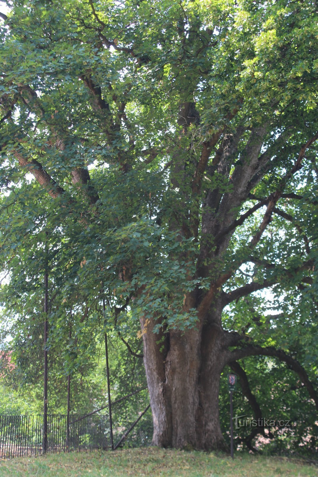 A maple tree in the castle park in Lomnica