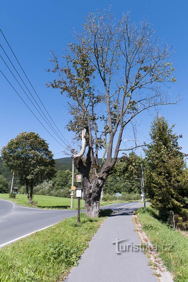 Érable sur la route de Železná