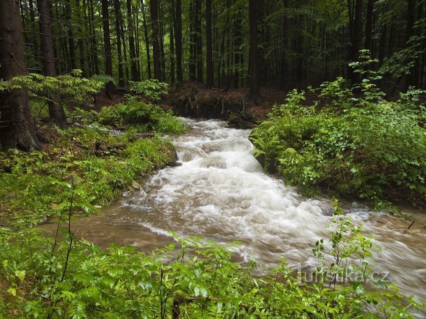 Stream Javořický