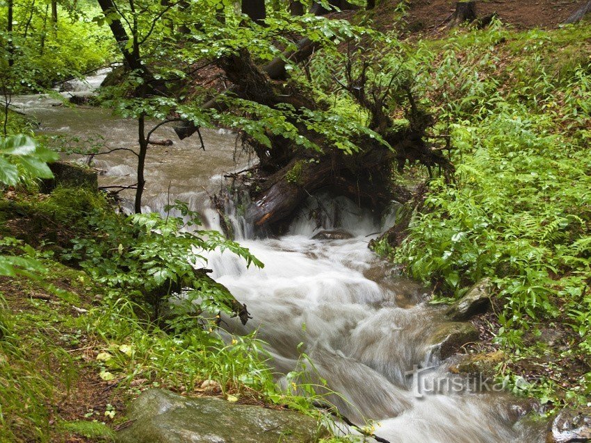 Javořický stream