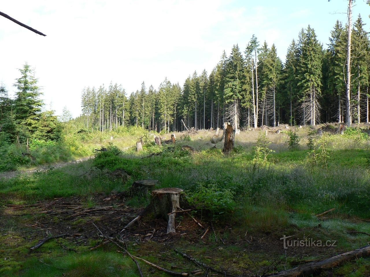 Acero, radura della foresta