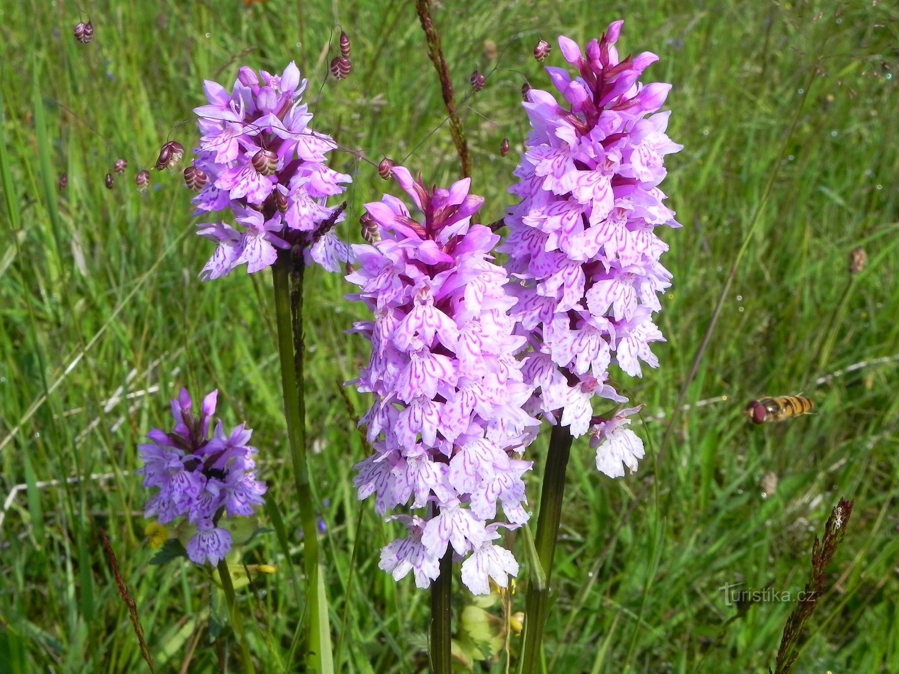 Maple, Fuchs's foxglove